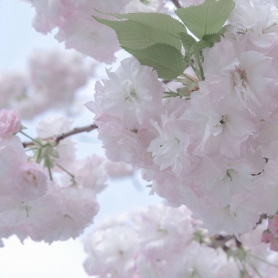 安丘FurryQQ群介绍